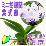 今ならつぼみ、または花付き！-- 胡蝶蘭 当店一番人気の洋ランの苗　『青い胡蝶蘭 「紫式部」 【花咲く苗…