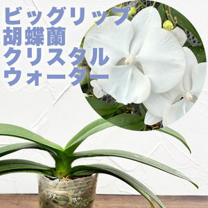 Ӓ m̕cwrbObvn~fBӒ NX^EH[^[yԍ炭cZbgzx Zbg Ԕm͔|Zbg t m̈ĕ̐t mc͔|Lbg 