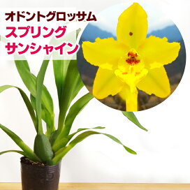 楽天市場 花咲く苗 品種で選ぶ オンシジューム オンシ系交配種 森水木のラン屋さん 楽天市場 花咲く苗 品種で選ぶ オンシジューム オンシ系交配種 森水木のラン屋さん