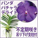 楽天市場 花咲く苗 品種で選ぶ バンダ 森水木のラン屋さん