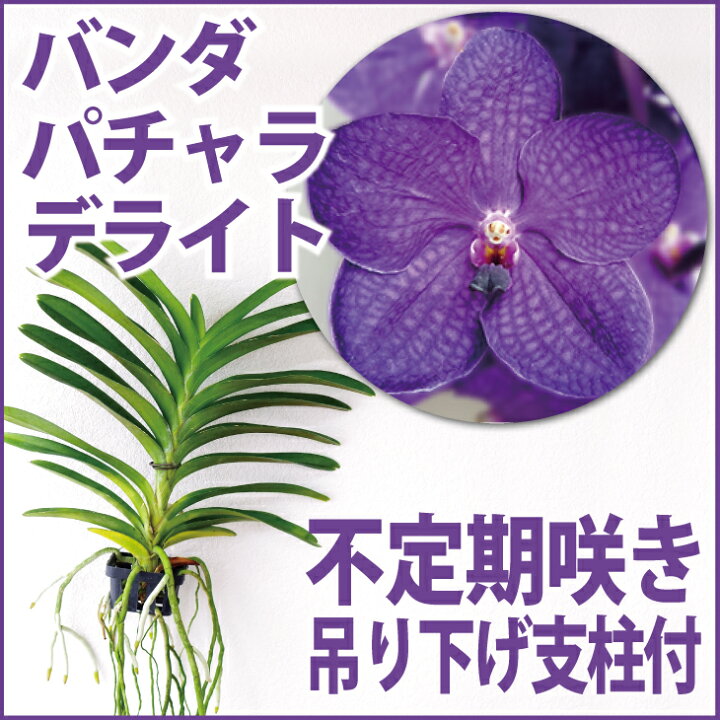 楽天市場 洋ランの苗 今ならつぼみ または花付き バンダ パチャラデライト ブルー 花咲く苗セット 花 セット 花鉢洋ラン栽培セット お花の説明書保証書付き 洋ランの育て方の説明書付き 洋蘭苗栽培キット植え替えバンダの育て方 バンダ 育て方 森水木の