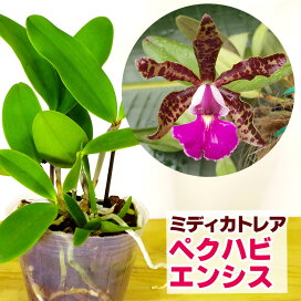 楽天市場】 趣味の洋ラン苗 > カトレア : 森水木のラン屋さん