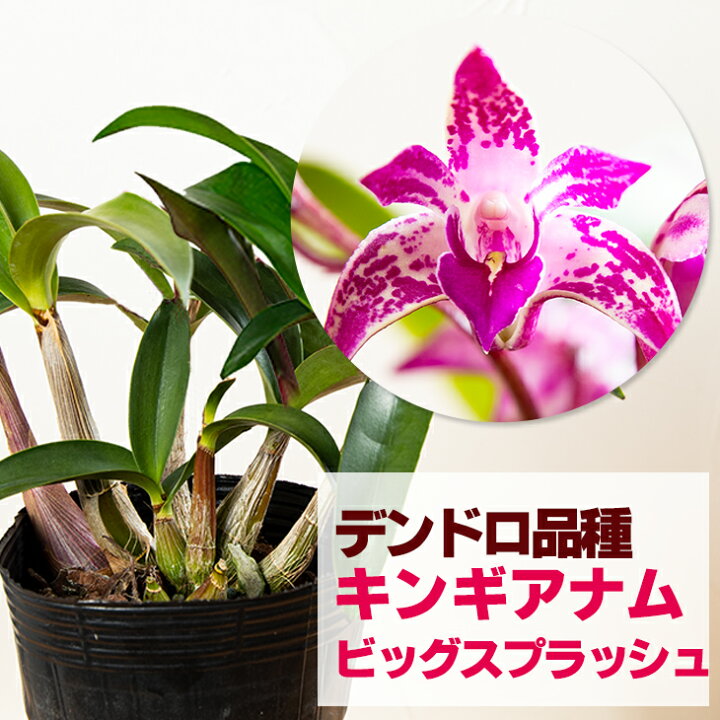 楽天市場 洋ランの苗 デンドロ品種キンギアナム ビッグスプラッシュ 花咲く苗セット 花 セット 花鉢大人気のレッドスプラッシュを彷彿とさせる花 柄 初心者の方に超おススメ 洋ラン栽培セット 説明書付き 森水木のラン屋さん 楽天市場 洋ランの苗 デンドロ品種キンギアナム ビッグスプラッシュ 花咲く苗セット 花 セット 花鉢大人気のレッドスプラッシュを彷彿とさせる花 柄 初心者の方に超おススメ 洋ラン栽培セット 説明書付き 森水木のラン屋さん