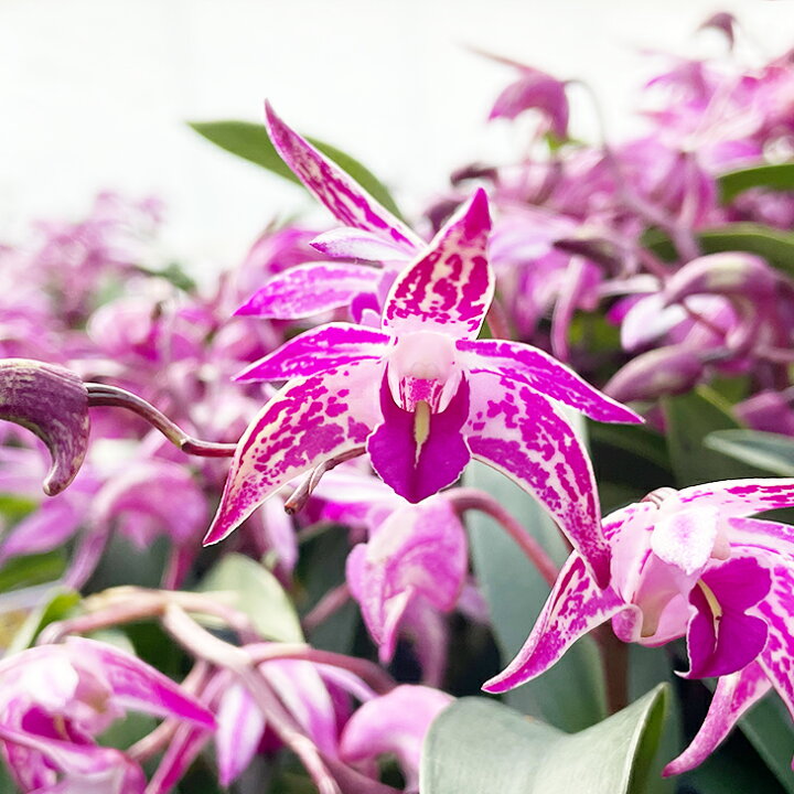 楽天市場 洋ランの苗 デンドロ品種キンギアナム ビッグスプラッシュ 花咲く苗セット 花 セット 花鉢大人気のレッドスプラッシュを彷彿とさせる花 柄 初心者の方に超おススメ 洋ラン栽培セット 説明書付き 森水木のラン屋さん 楽天市場 洋ランの苗 デンドロ品種キンギアナム ビッグスプラッシュ 花咲く苗セット 花 セット 花鉢大人気のレッドスプラッシュを彷彿とさせる花 柄 初心者の方に超おススメ 洋ラン栽培セット 説明書付き 森水木のラン屋さん