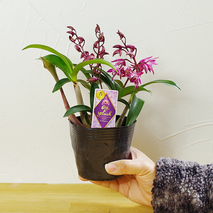 楽天市場 洋ランの苗 デンドロ品種キンギアナム ビッグスプラッシュ 花咲く苗セット 花 セット 花鉢大人気のレッドスプラッシュを彷彿とさせる花 柄 初心者の方に超おススメ 洋ラン栽培セット 説明書付き 森水木のラン屋さん 楽天市場 洋ランの苗 デンドロ品種キンギアナム ビッグスプラッシュ 花咲く苗セット 花 セット 花鉢大人気のレッドスプラッシュを彷彿とさせる花 柄 初心者の方に超おススメ 洋ラン栽培セット 説明書付き 森水木のラン屋さん