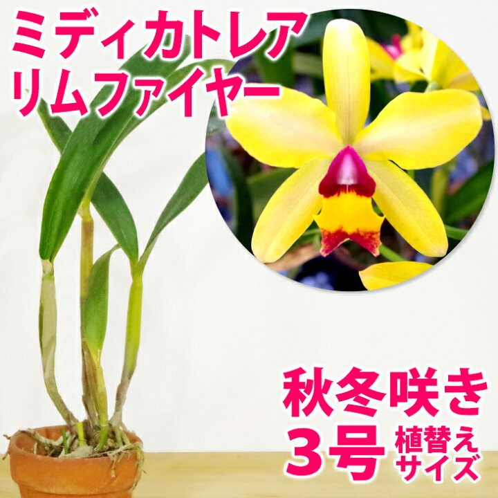 楽天市場 洋ランの苗 ミニカトレア リムファイヤー 花咲く苗セット 咲きやすく黄赤のコントラストがとても鮮やか Pup 洋ラン栽培セット 素焼き鉢 お花の説明書 肥料 受皿 保証書付き カトレアの育て方 カトレア 育て方 森水木のラン屋さん 楽天市場 洋ランの苗 ミニカトレア リムファイヤー 花咲く苗セット 咲きやすく黄赤のコントラストがとても鮮やか Pup 洋ラン栽培セット 素焼き鉢 お花の説明書 肥料 受皿 保証書付き カトレアの育て方 カトレア 育て方 森水木のラン屋さん