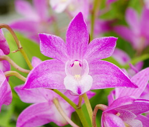 楽天市場 洋ランの苗 デンドロ品種キンギアナム さくらひらひら 花咲く苗セット 洋ラン栽培セット 素焼き鉢 お花の説明書 肥料 受皿 保証書付き 洋ランの育て方の説明書付き 洋蘭苗栽培キット植え替えキンギアナムの育て方 森水木のラン屋さん