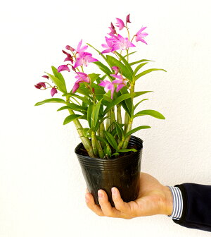 楽天市場 洋ランの苗 デンドロ品種キンギアナム さくらひらひら 花咲く苗セット 洋ラン栽培セット 素焼き鉢 お花の説明書 肥料 受皿 保証書付き 洋ランの育て方の説明書付き 洋蘭苗栽培キット植え替えキンギアナムの育て方 森水木のラン屋さん