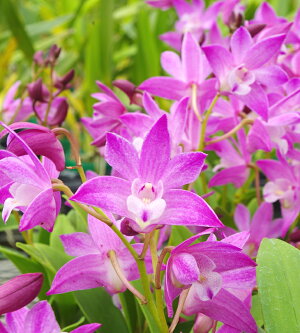 楽天市場 洋ランの苗 デンドロ品種キンギアナム さくらひらひら 花咲く苗セット 洋ラン栽培セット 素焼き鉢 お花の説明書 肥料 受皿 保証書付き 洋ランの育て方の説明書付き 洋蘭苗栽培キット植え替えキンギアナムの育て方 森水木のラン屋さん