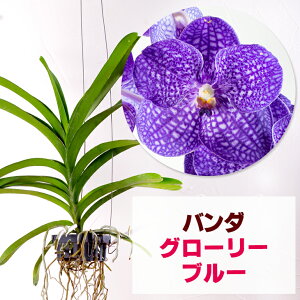 種 苗 苗の人気商品 通販 価格比較 価格 Com