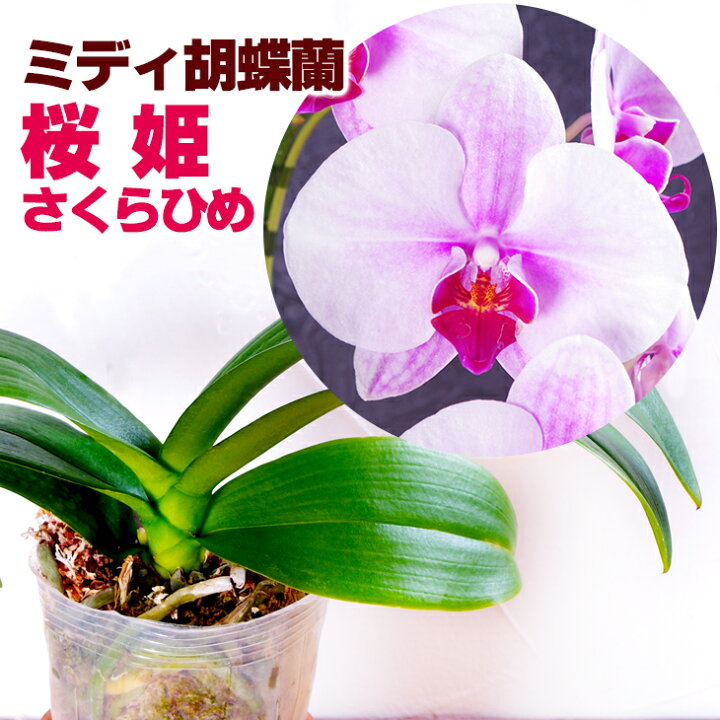楽天市場 洋ランの苗 ミディ胡蝶蘭 桜姫 さくらひめ 花咲く苗セット 花 セット 花鉢ミニコチョウラン洋ラン栽培セット 説明書付き 胡蝶蘭の育て方 胡蝶蘭 育て方 森水木のラン屋さん
