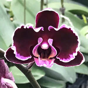 楽天市場 洋ランの苗 ミディ胡蝶蘭 サマーブレス 花咲く苗セット 洋ラン栽培セット 素焼き鉢 お花の説明書 肥料 受皿 保証書付き 洋ランの育て方の説明書付き 洋蘭苗栽培キット胡蝶蘭の育て方 森水木のラン屋さん