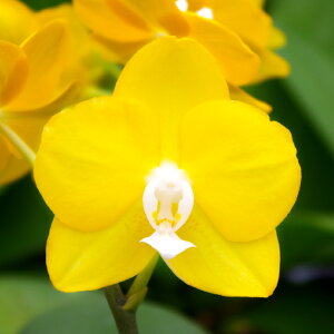 \甘い香り!幸せの黄色!/『今なら花芽付きも--ミディ胡蝶蘭キューティーハニー【育てる栽培セット】』洋ラン花咲く苗セット育て方の説明書付き洋ラン苗コチョウラン