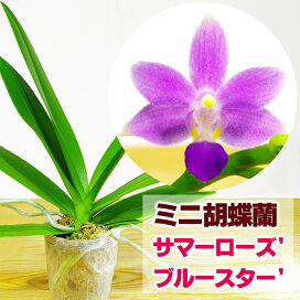 楽天市場 花咲く苗 品種で選ぶ 胡蝶蘭 ミニ胡蝶蘭 森水木のラン屋さん