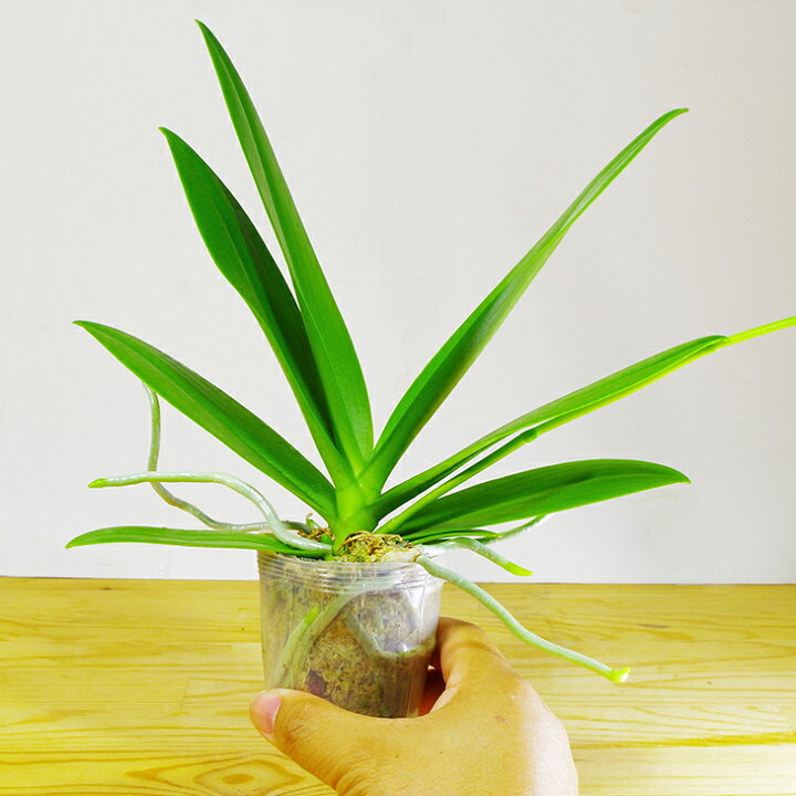 楽天市場 洋ランの苗 青いミニ胡蝶蘭 サマーローズ ブルースター 花咲く苗セット 洋蘭愛好家の方垂涎のブルー胡蝶蘭 新販売 洋ラン栽培セット 素焼き鉢 お花の説明書 肥料 受皿 保証書付き 胡蝶蘭の育て方 森水木のラン屋さん