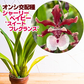 楽天市場 花の苗の通販 楽天市場 花の苗の通販