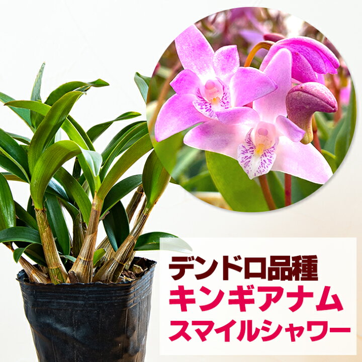 楽天市場 洋ランの苗 デンドロ品種キンギアナム スマイルシャワー 花咲く苗セット 幸せのイメージの薄ピンク 香りが広がる初心者の方に超おススメ 洋ラン栽培セット 素焼き鉢 お花の説明書 肥料 受皿 保証書付き 森水木のラン屋さん 楽天市場 洋ランの苗 デンドロ品種キンギアナム スマイルシャワー 花咲く苗セット 幸せのイメージの薄ピンク 香りが広がる初心者の方に超おススメ 洋ラン栽培セット 素焼き鉢 お花の説明書 肥料 受皿 保証書付き 森水木のラン屋さん
