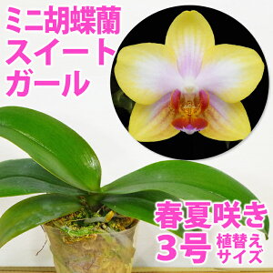 「胡蝶蘭ゴールデンサンド」花咲く苗☆