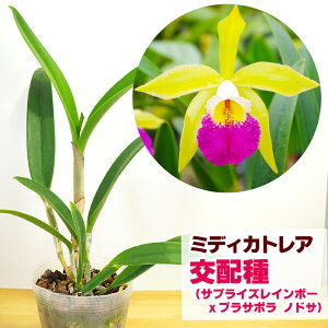 今ならつぼみ〜花付き--『ミディカトレアミカワブーケ【育てる栽培セット】』洋ラン花咲く苗セット小さな人魚という名の花