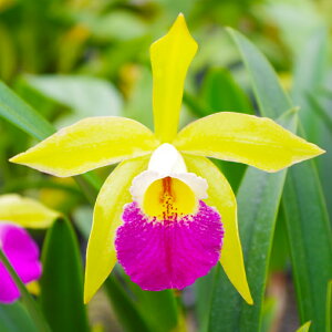 苗には3号植替えセットが付属としてつきます。