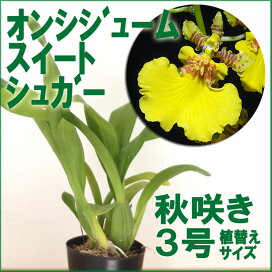 楽天市場 花咲く苗 品種で選ぶ オンシジューム 森水木のラン屋さん