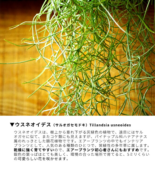 楽天市場 観葉植物 ウスネオイデス 可愛い赤い花が咲くチランジア ストリクタ 吊り下げ支柱付き 贈 育て方の説明書付き サルオガセモドキ Tillandsia Usneoides 森水木のラン屋さん