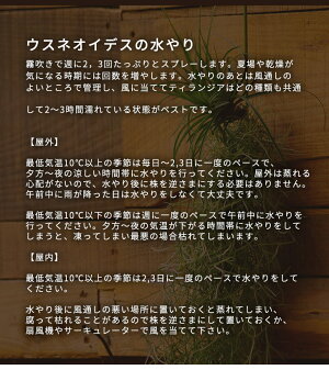 楽天市場 観葉植物 ウスネオイデス 可愛い赤い花が咲くチランジア ストリクタ 吊り下げ支柱付き 贈 寒育て方の説明書付き サルオガセモドキ Tillandsia Usneoides 森水木のラン屋さん