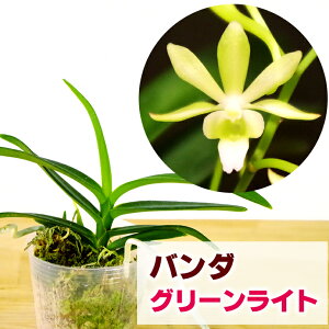 バンダ 花の人気商品 通販 価格比較 価格 Com