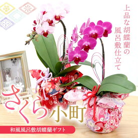 胡蝶蘭 花『ミディ胡蝶蘭 和風風呂敷仕立て「さくら小町」』花言葉 幸せが飛んで来る 和モダン 洋ラン 洋蘭 鉢植え 送料無料 誕生日【贈】《母》