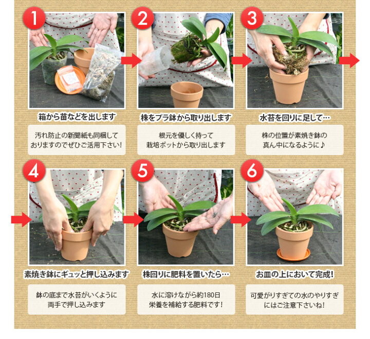 楽天市場 お一人様１回限り 洋ラン栽培 お試しセット 花咲く苗セット 花咲く苗セット 1187 イイハナ セット 洋蘭苗の花芽付き株に初心者でも簡単に 育てられる資材7点を付けた栽培キット 森水木のラン屋さん