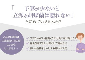 贈答用こちょうらん『大輪胡蝶蘭3本立ち【鶴】』顧客満足度の最大化賞記念no限界特価「もっと身近に贈ったり、ご自宅にも飾りたい!」お客様の声から業界最安値に挑戦の激安価格。全国配送送料無料あす楽