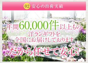 『胡蝶蘭3本立ち大輪「鶴(つる)」』立札無料・メッセージカード無料各種お祝いお中元お供え仏花など贈り物に白大輪胡蝶蘭(コチョウラン)の生花鉢花