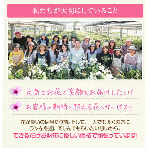 【新発売・季節限定】ランの女王カトレア超豪華仕立て『房咲きカトレアアップルブロッサム舟形大鉢』陶器鉢花