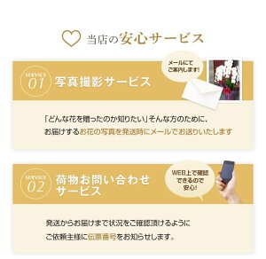 『胡蝶蘭3本立ち大輪「鶴(つる)」』立札無料・メッセージカード無料各種お祝いお中元お供え仏花など贈り物に白大輪胡蝶蘭(コチョウラン)の生花鉢花