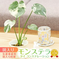 楽天市場】斑入り モンステラ（花・観葉植物｜花・ガーデン・DIY）の通販