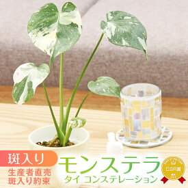 『斑入りモンステラ「タイ コンステレーション」』 2.5号ポット鉢 or 1.7号ポット 苗 植え替えセット ミニモンステラ メリクローン苗
