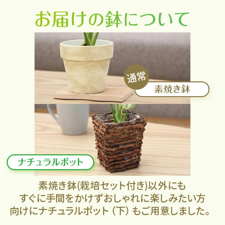 楽天市場】『斑入りモンステラ「タイ コンステレーション」』 2.5号 