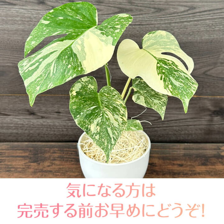 楽天市場】『斑入りモンステラ「タイ コンステレーション」』 2.5号 