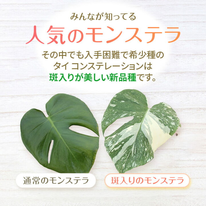 楽天市場】『斑入りモンステラ「タイ コンステレーション」』2.5号 