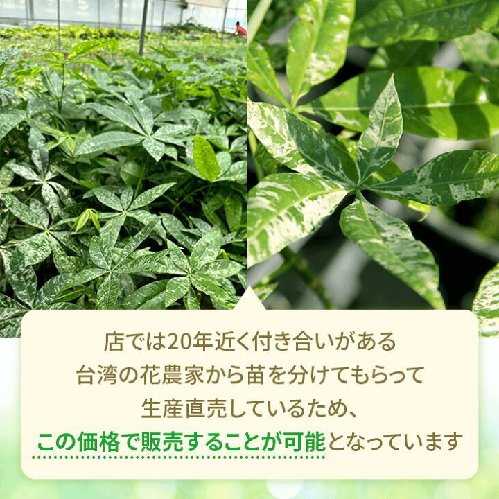 楽天市場】【ポイント5倍】『「パキラ ミルキーウェイ」実生苗 斑入り 