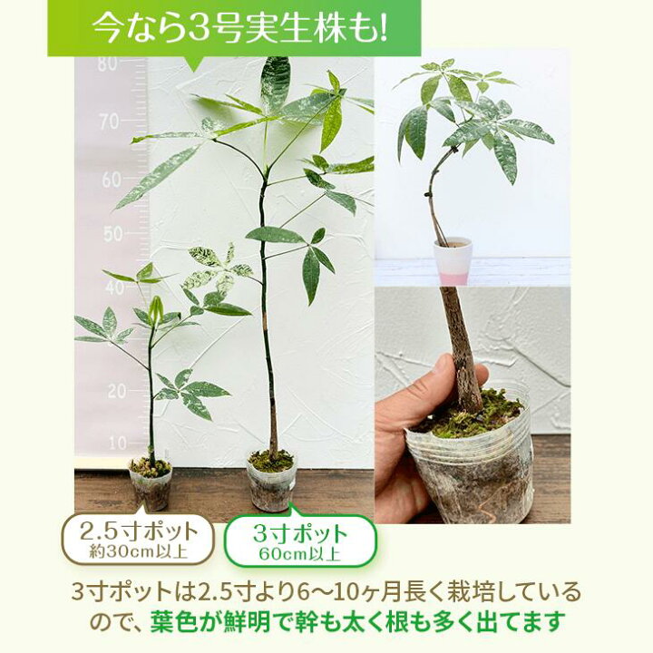 楽天市場】『「パキラ ミルキーウェイ」実生苗 斑入り 』2.5号ポット鉢 