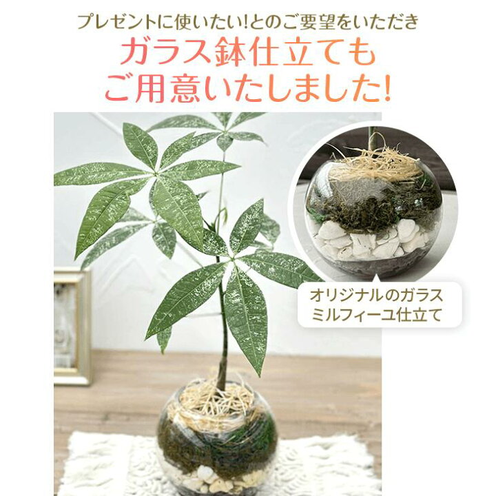 楽天市場】【ポイント5倍】『「パキラ ミルキーウェイ」実生苗 斑入り 