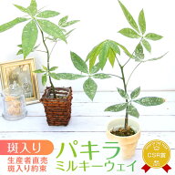 『「パキラ ミルキーウェイ」実生苗 斑入り 』2.5号 3号 父の日 ポット鉢 レア 希少 Pachira glabra Milk…