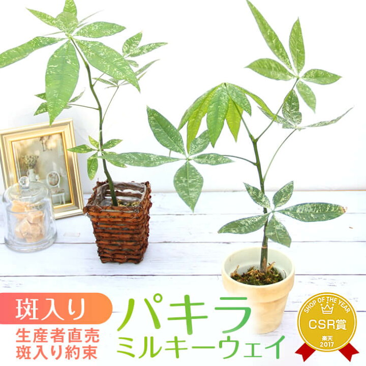 楽天市場】『「パキラ ミルキーウェイ」実生苗 斑入り 』2.5号ポット鉢  