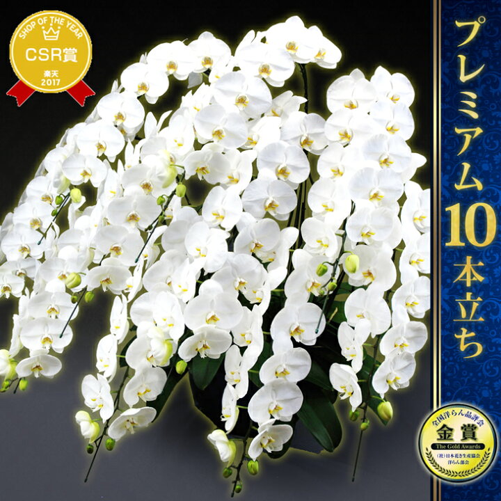 楽天市場 画像配信あり 胡蝶蘭 大輪 10本立ち 100輪以上 贈答用プレミアム 国産胡蝶蘭 特上 贈 洋ランの鉄人ギフト 立札 ラッピング 送料無料 画像サービス付き法人様向け胡蝶蘭 開業祝 移転祝送料無料 選挙 当選祝い 胡蝶蘭 当選お祝い お誕生日 写サ 森水木