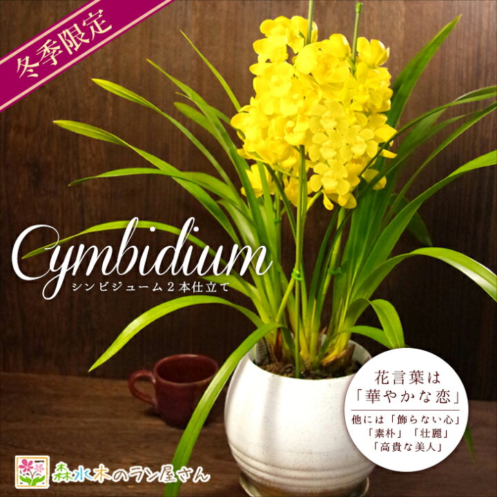 楽天市場 冬限定 洋蘭 シンビジューム 2本 直立仕立て シルキーウィンド イエローカード ギフト用 贈 5号陶器鉢花 受皿付きお部屋が華やぐ幸せの黄色いシンビジウムお歳暮 お年賀 お祝い シンビジューム 森水木のラン屋さん 楽天市場 冬限定 洋蘭 シンビジューム 2本 直立仕立て シルキーウィンド イエローカード ギフト用 贈 5号陶器鉢花 受皿付きお部屋が華やぐ幸せの黄色いシンビジウムお歳暮 お年賀 お祝い シンビジューム 森水木のラン屋さん