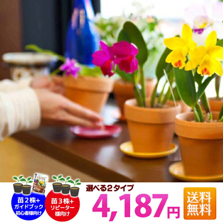 楽天市場 初心者さん向け洋ラン栽培キット 4187 ヨイハナ セット 花咲く苗セット 資材7点 水苔 肥料 受皿 育て方の説明書 素焼き鉢 品種ラベル をセットにしてお届け 花咲く苗 品質保証付き 森水木のラン屋さん