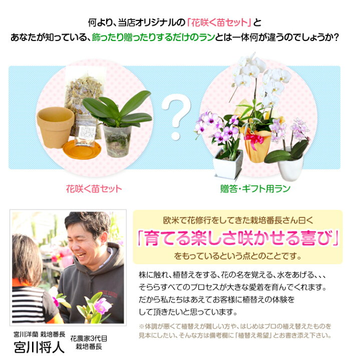楽天市場 洋ランの苗 今ならつぼみ または花付き 大輪白胡蝶蘭 V3 花咲く苗セット 花 セット 花鉢世界で最も選ばれている最高峰ファレノプシスの白品種をご自宅で 洋蘭栽培の趣味をプレゼントに 胡蝶蘭の育て方 森水木のラン屋さん