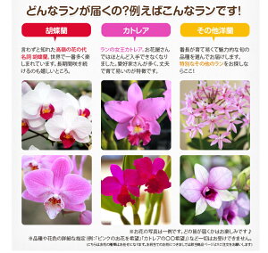 楽天市場 森水木のラン屋さん 初心者さん向け洋ラン栽培キット 4187 ヨイハナ セット 洋蘭の苗を 自宅で簡単に育てられる資材7点 水苔 肥料 受皿 育て方の説明書 素焼き鉢 品種ラベル をセットにしてお届け 花咲く苗 品質保証付き 森水木のラン屋さん