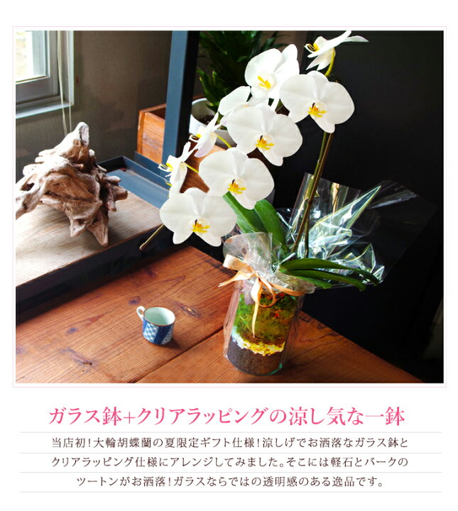 楽天市場 洋蘭ギフト 大輪胡蝶蘭 1本仕立て シリンダガラス鉢 クリアラッピング仕様 贈 陶器鉢花 あす楽 メッセージカード無料 寒冷地も対応胡蝶蘭 大輪 胡蝶蘭 お祝い 敬老の日ギフト 花鉢 鉢植え 送料無料 森水木のラン屋さん